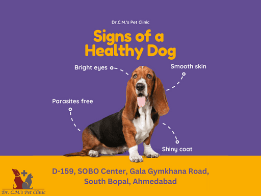Signs of a Healthy Dog