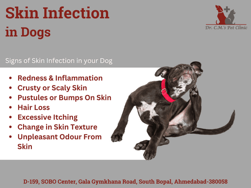 Does Your Pet Suffering From Skin Infection?
