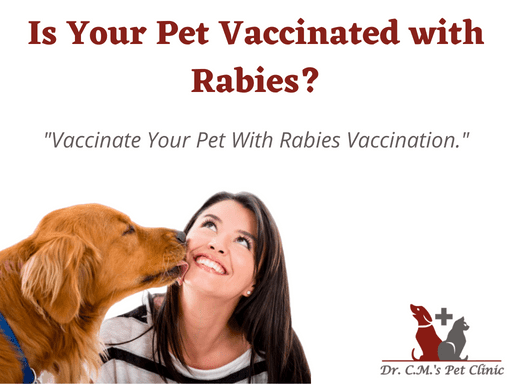 Protect Your Dog from Rabies: Get Them Vaccinated Today