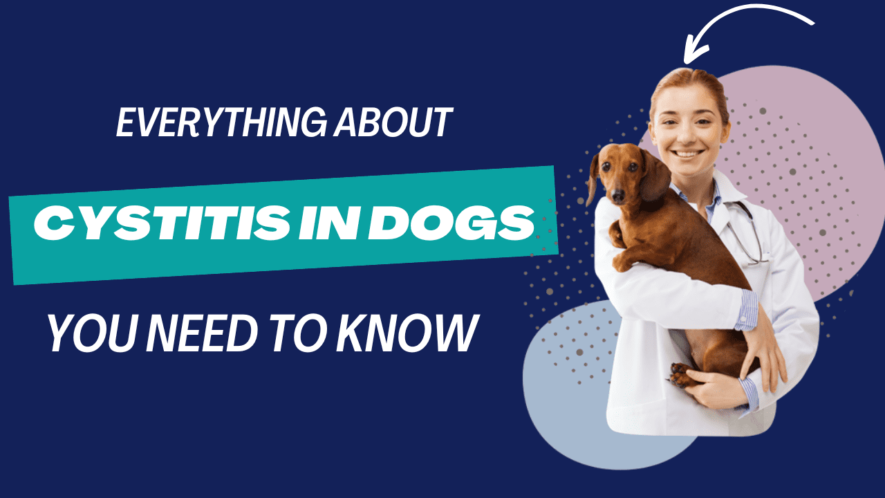 cystitis in dogs