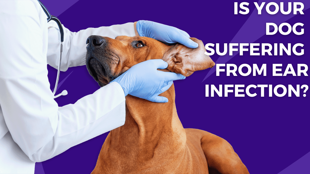 Ear Infection in Dog