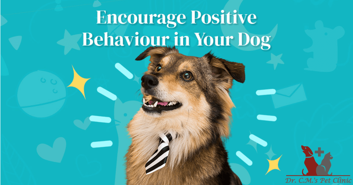 Understanding Your Pet's Behaviour: Decoding Their Body Language