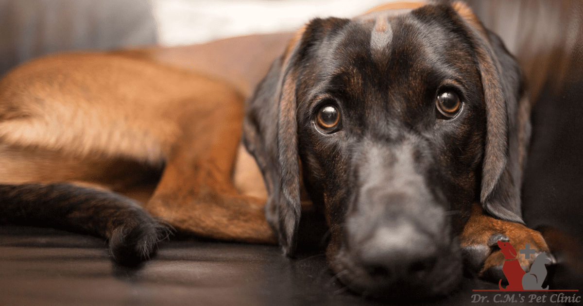 Canine Distemper: Understanding the Causes, Symptoms, and Treatment