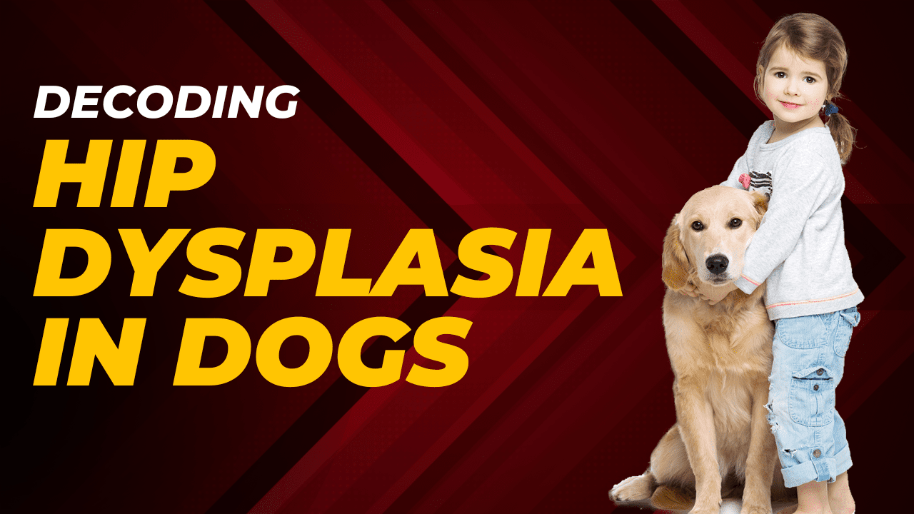 Hip-dysplasia-in-dogs