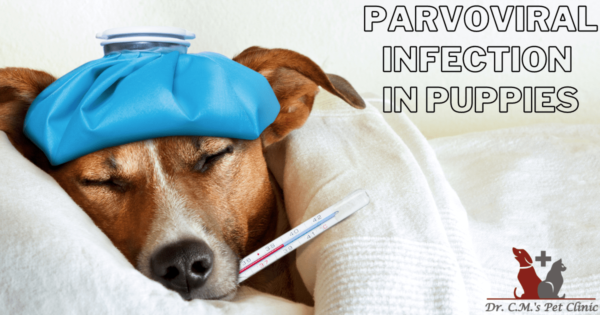 Parvoviral Infection in Puppies