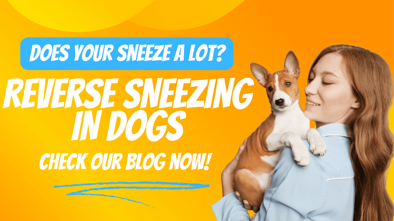 Reverse Sneezing in Dogs