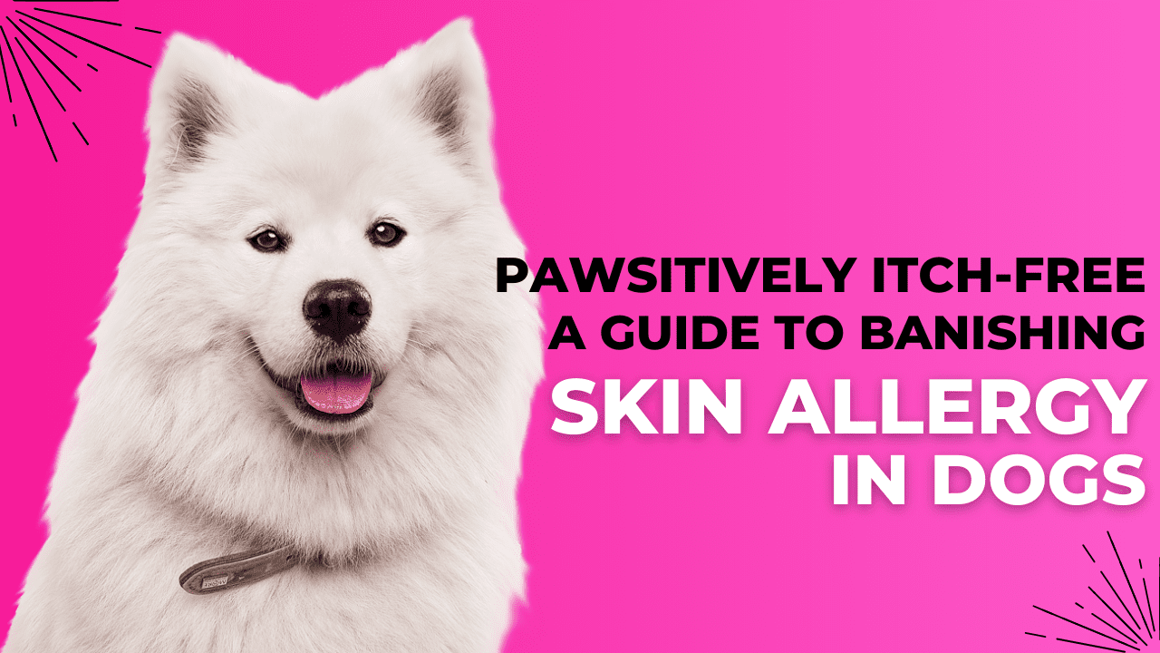 Skin Allergy in Dogs