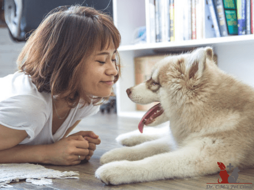 A Guide to Keeping Your Pet Healthy