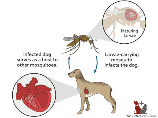 Heartworm Disease In Dogs