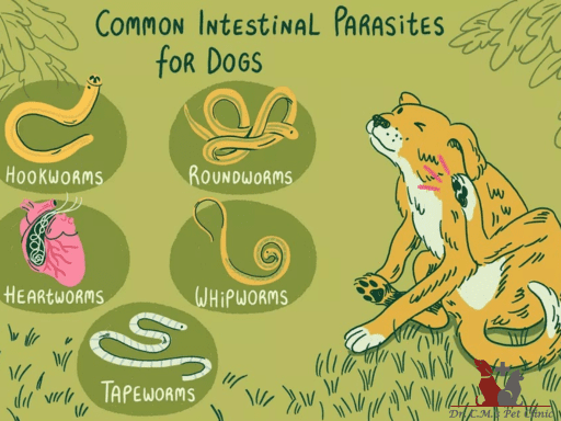 Gastrointestinal Worms In Dogs & Cats