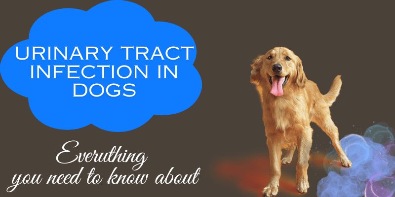 Urinary Tract Infection in Dogs