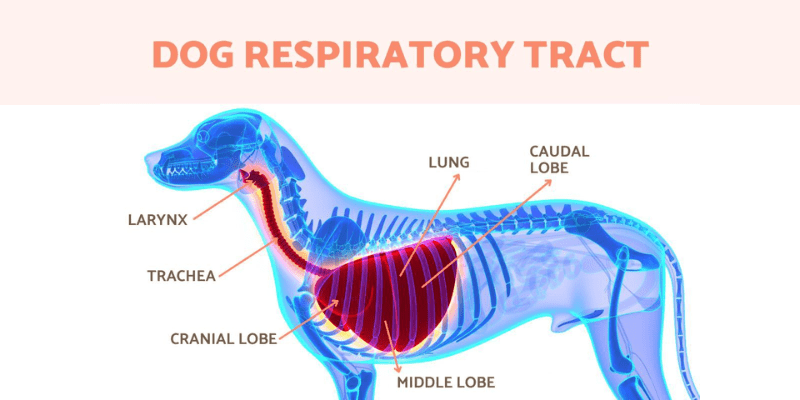 pneumonia in dogs