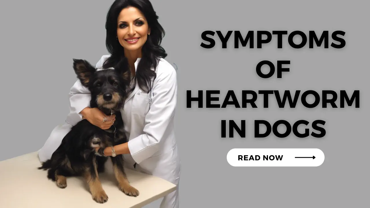 Symptoms of Heartworm in dogs